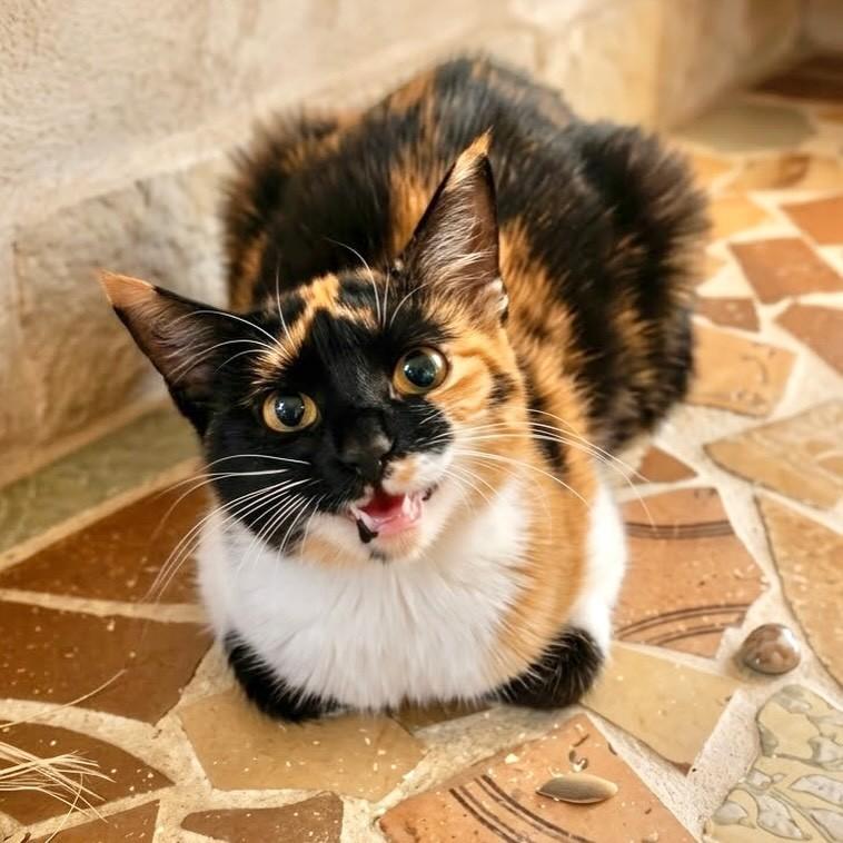 Luma, gata de porte pequeno para adoção em Rio de Janeiro - RJ — foto 3 de 4