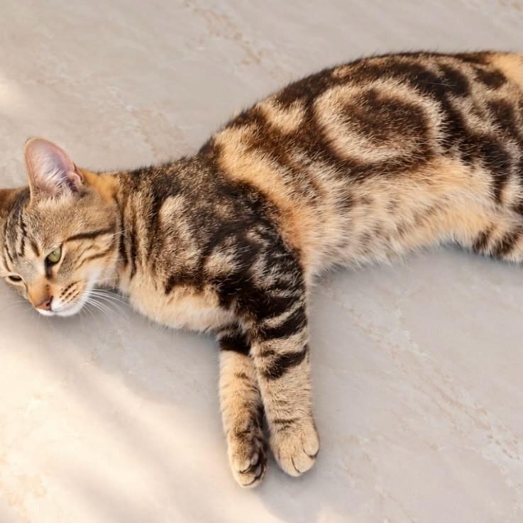 Davi Bengal, gato de porte pequeno para adoção em Rio de Janeiro - RJ — foto 2 de 3