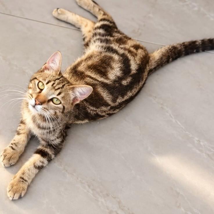 Davi Bengal, gato de porte pequeno para adoção em Rio de Janeiro - RJ — foto 3 de 3