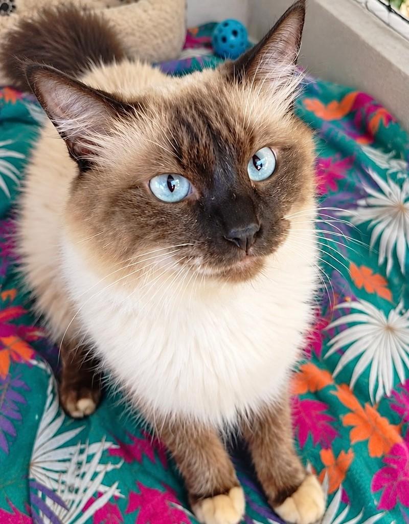 Kauã, gato de porte médio para adoção em Rio de Janeiro - RJ
