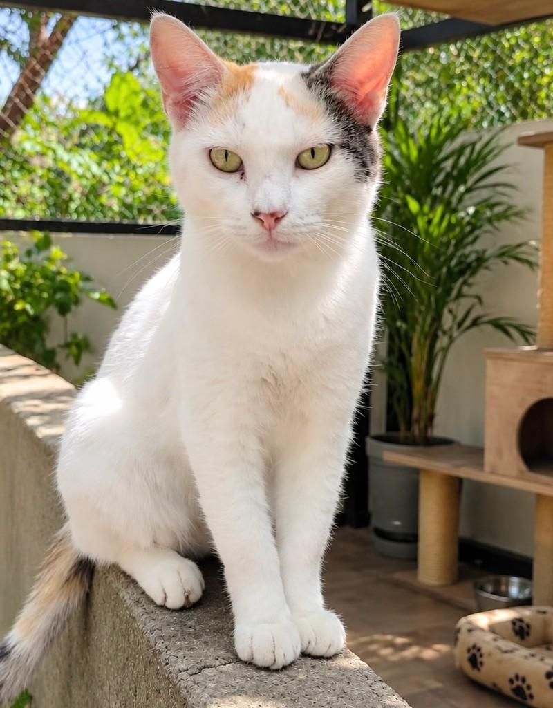 Brisa, gata de porte médio para adoção em Rio de Janeiro - RJ
