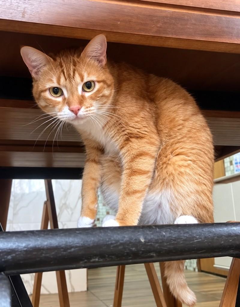 Lion, gato de porte médio para adoção em Rio de Janeiro - RJ