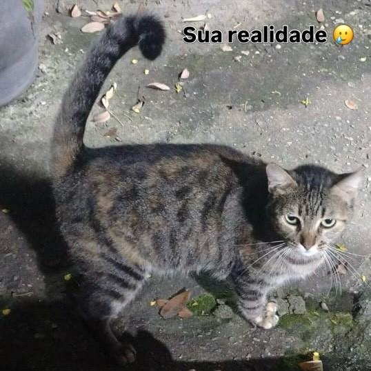 Susi, gata de porte pequeno para adoção em Rio de Janeiro - RJ — foto 4 de 5