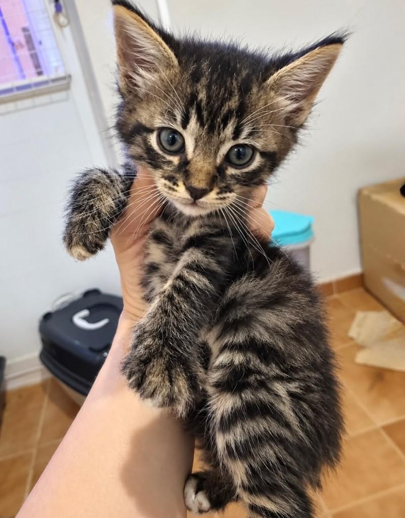 Tigrinho, gato para adoção em Rio de Janeiro - RJ