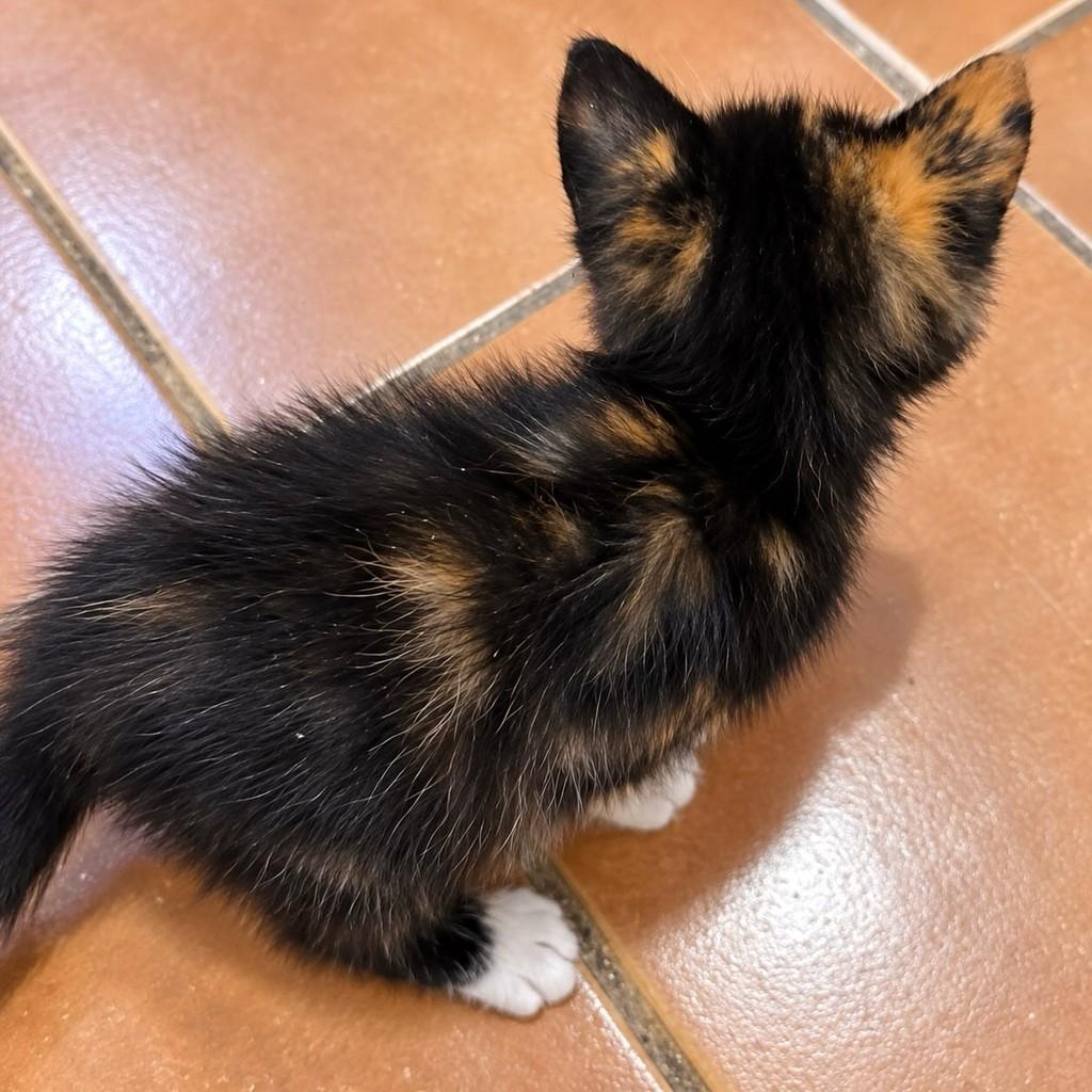 Matilda, gata de porte pequeno para adoção em Rio de Janeiro - RJ — foto 3 de 5