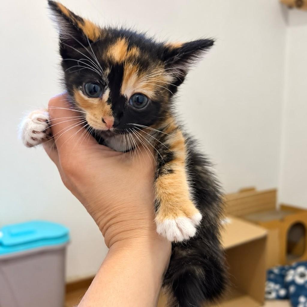 Matilda, gata de porte pequeno para adoção em Rio de Janeiro - RJ — foto 4 de 5
