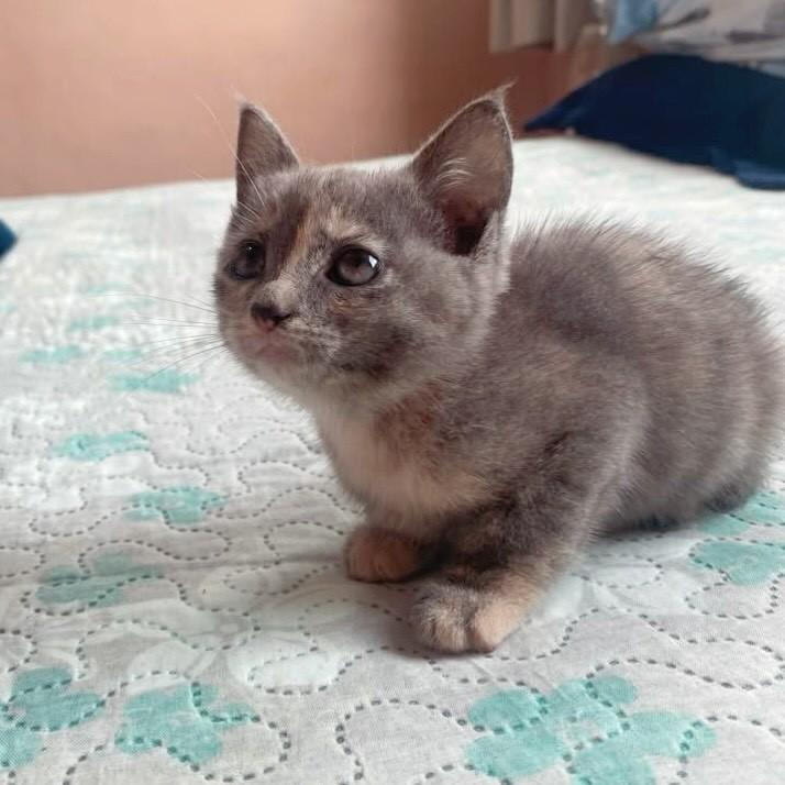 Violeta, gata de porte pequeno para adoção em Rio de Janeiro - RJ — foto 2 de 7