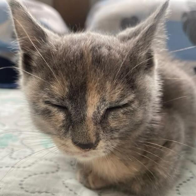 Violeta, gata de porte pequeno para adoção em Rio de Janeiro - RJ — foto 3 de 7