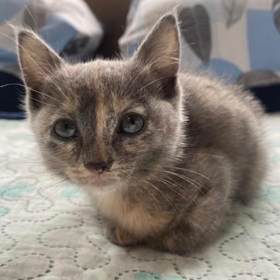Violeta, gata de porte pequeno para adoção em Rio de Janeiro - RJ — foto 4 de 7