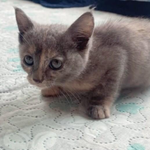 Violeta, gata de porte pequeno para adoção em Rio de Janeiro - RJ — foto 5 de 7