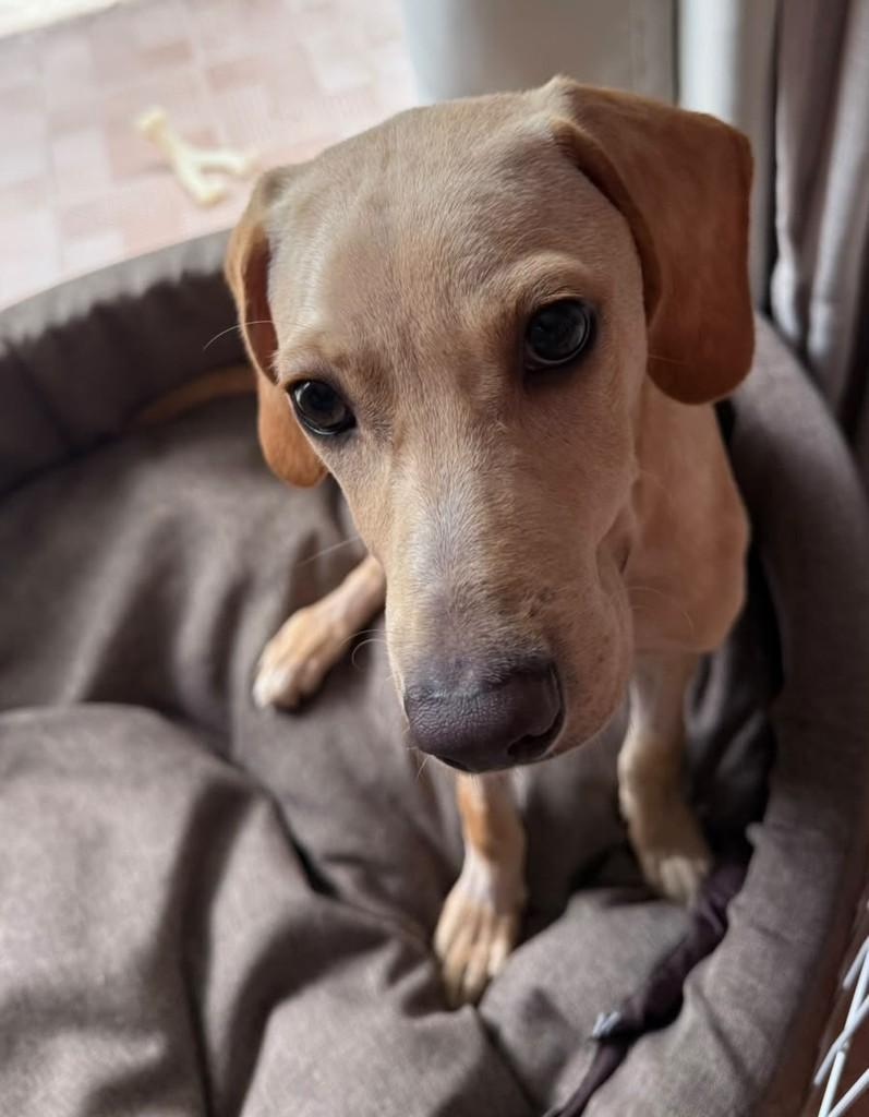 Dante, cachorro de porte grande para adoção em Rio de Janeiro - RJ