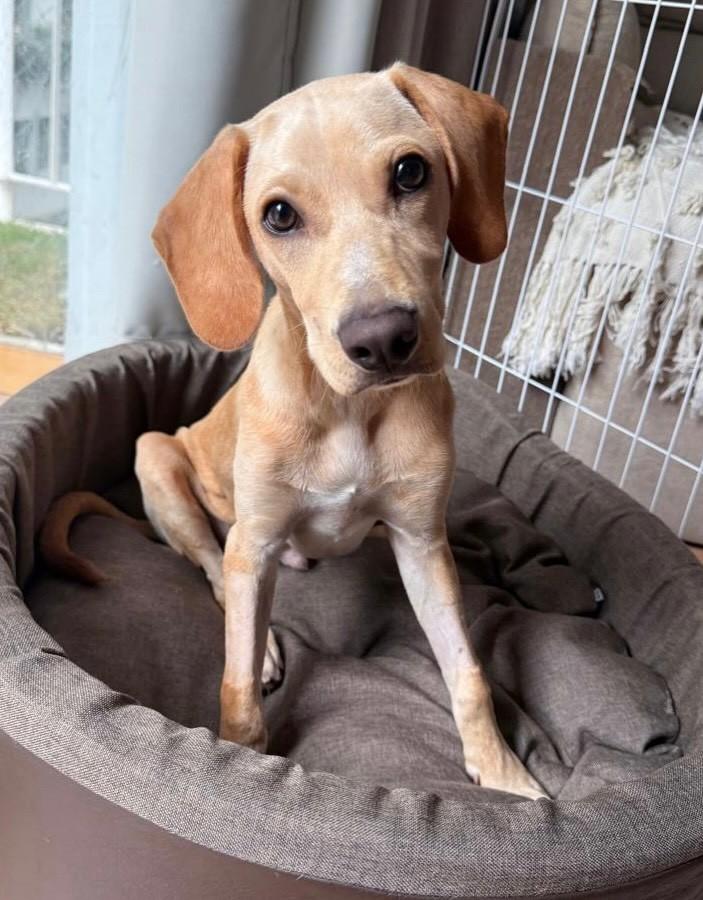 Dante, cachorro de porte grande para adoção em Rio de Janeiro - RJ — foto 3 de 4