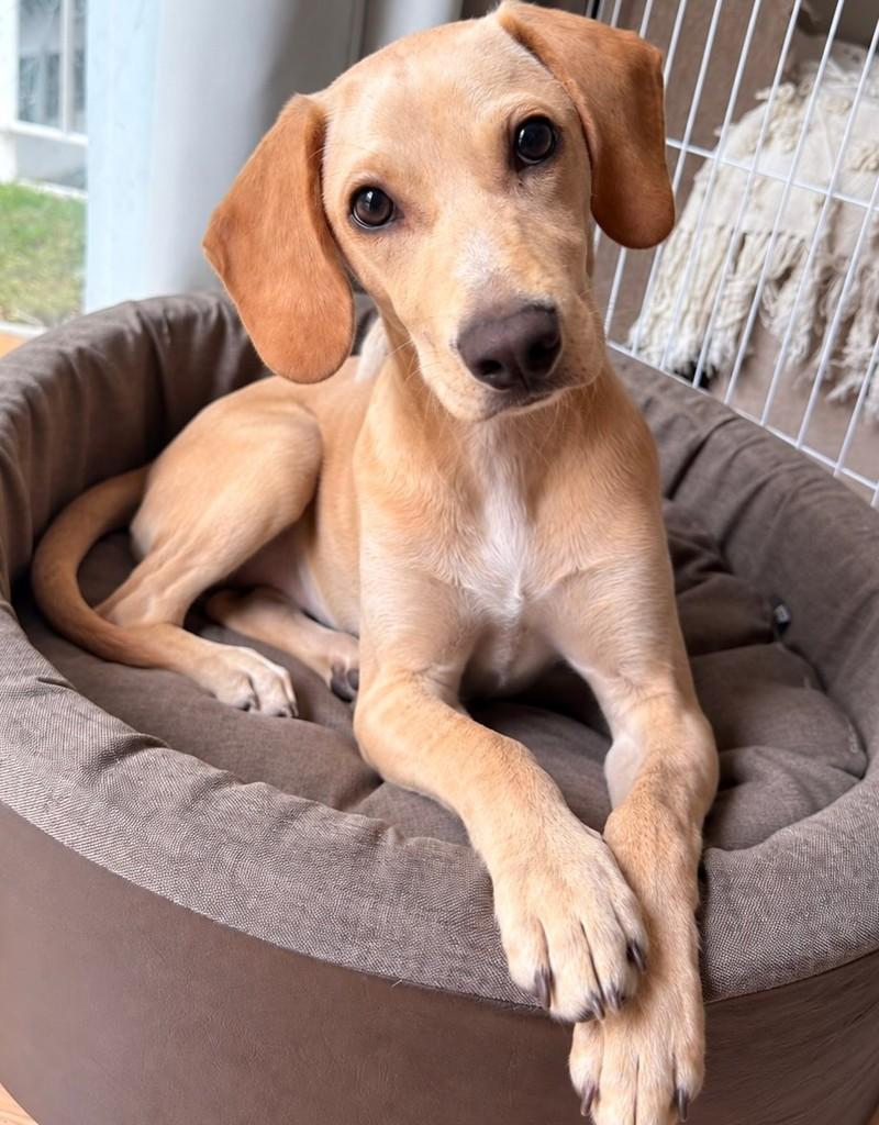 Dante, cachorro de porte grande para adoção em Rio de Janeiro - RJ — foto 4 de 4
