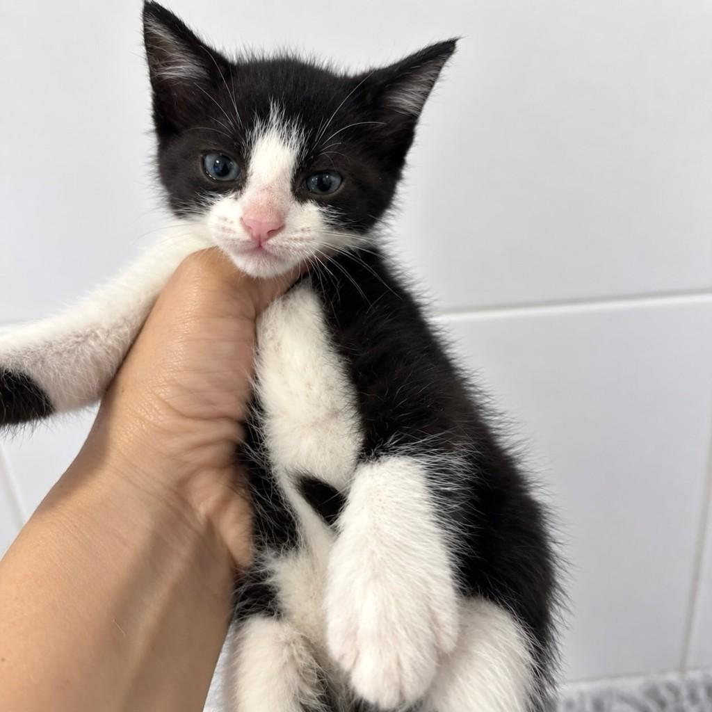 Vitinho, gato de porte pequeno para adoção em Rio de Janeiro - RJ — foto 2 de 3