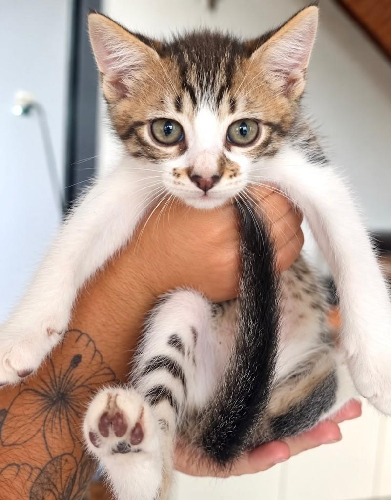 Patinha, gata de porte pequeno para adoção em Rio de Janeiro - RJ — foto 2 de 2