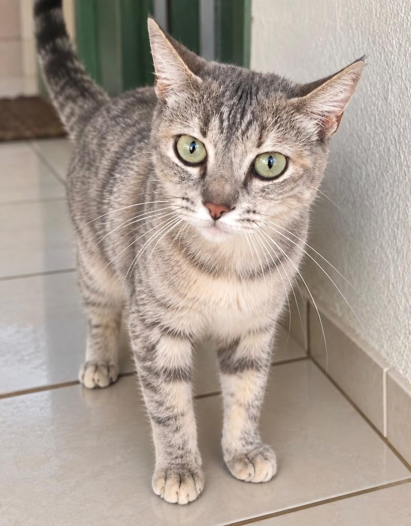 Angelina, gata de porte pequeno para adoção em Rio de Janeiro - RJ
