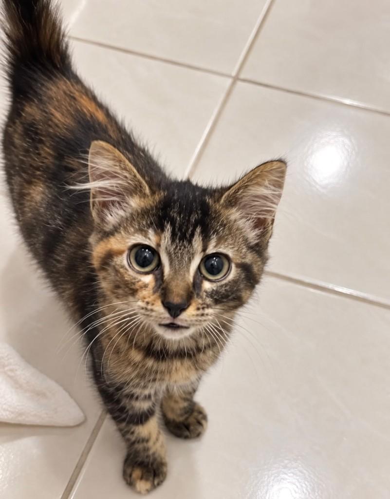 Amêndoa, gata de porte pequeno para adoção em Rio de Janeiro - RJ