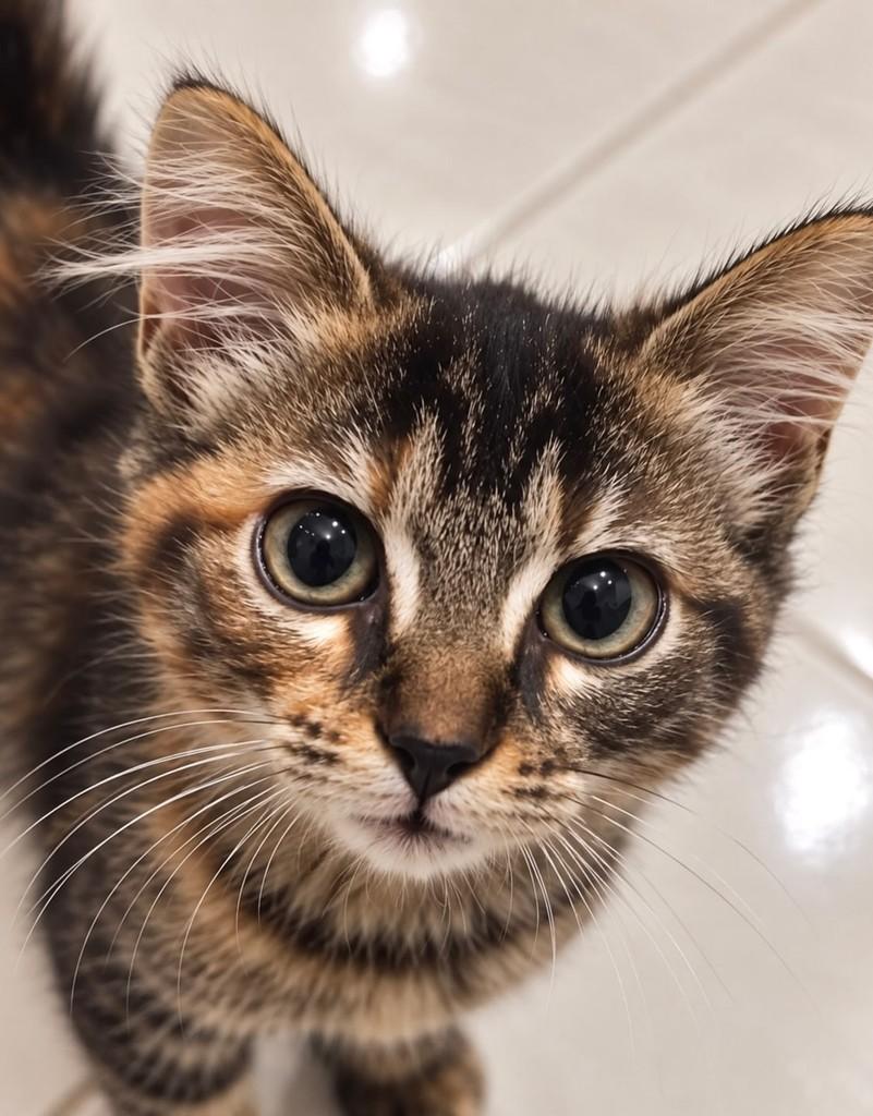 Amêndoa, gata de porte pequeno para adoção em Rio de Janeiro - RJ — foto 3 de 4