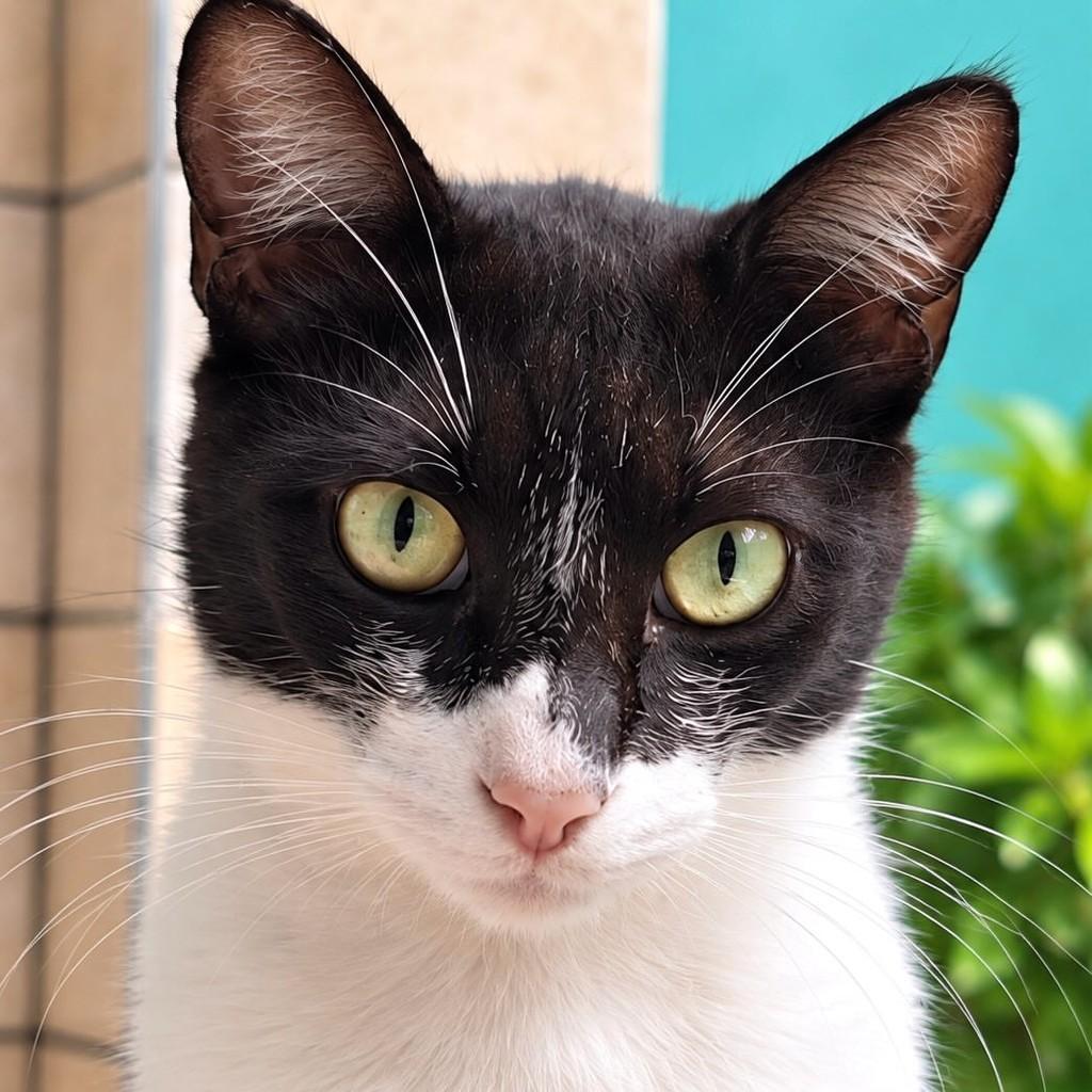 Davi, gato para adoção em Rio de Janeiro - RJ