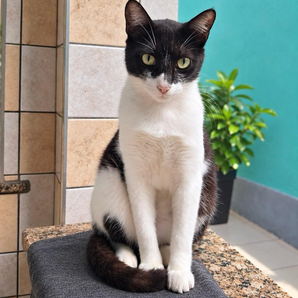 Davi, gato para adoção em Rio de Janeiro - RJ — foto 2 de 2