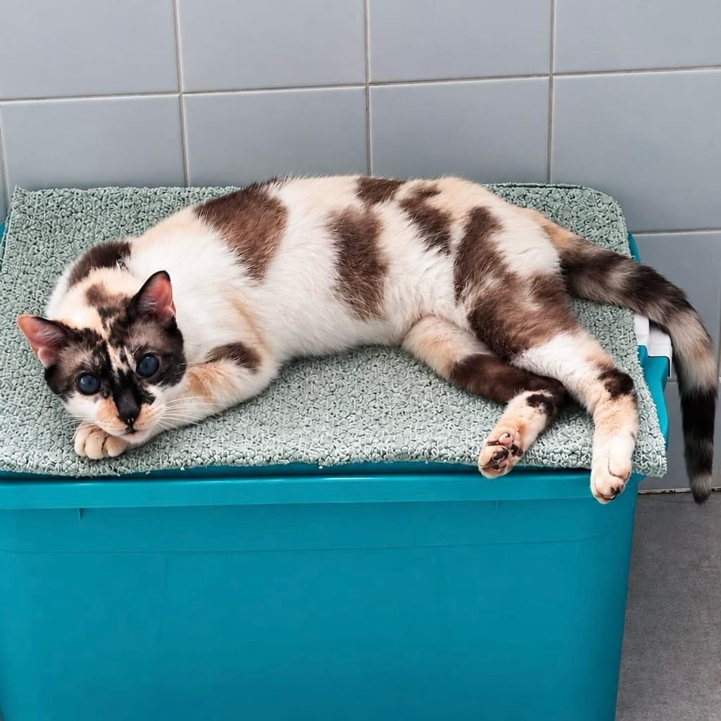 Kitkat, gata de porte médio para adoção em Rio de Janeiro - RJ