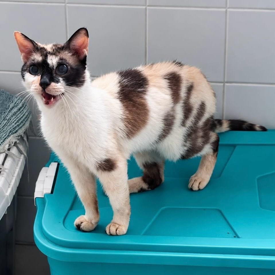 Kitkat, gata de porte médio para adoção em Rio de Janeiro - RJ — foto 2 de 5