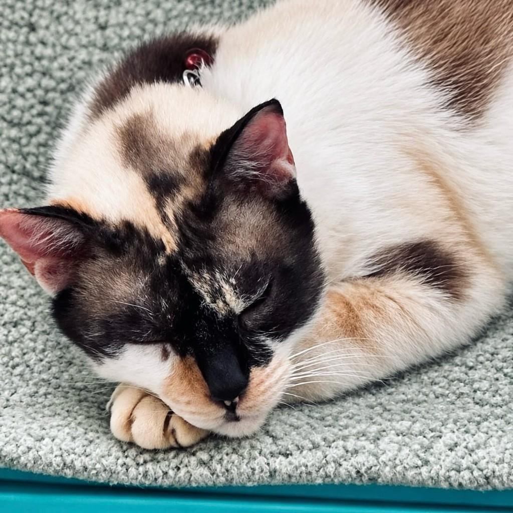 Kitkat, gata de porte médio para adoção em Rio de Janeiro - RJ — foto 3 de 5