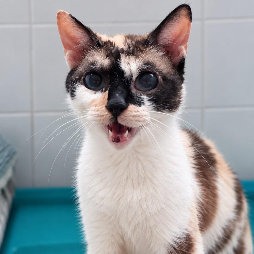 Kitkat, gata de porte médio para adoção em Rio de Janeiro - RJ — foto 4 de 5
