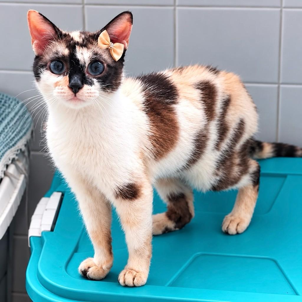 Kitkat, gata de porte médio para adoção em Rio de Janeiro - RJ — foto 5 de 5