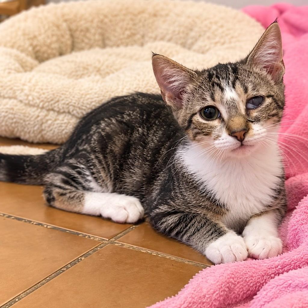 Preciosa, gata de porte pequeno para adoção em Rio de Janeiro - RJ