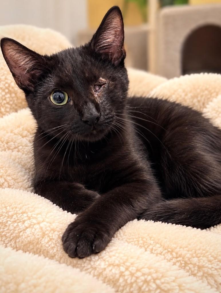 Nescau, gato de porte pequeno para adoção em Rio de Janeiro - RJ