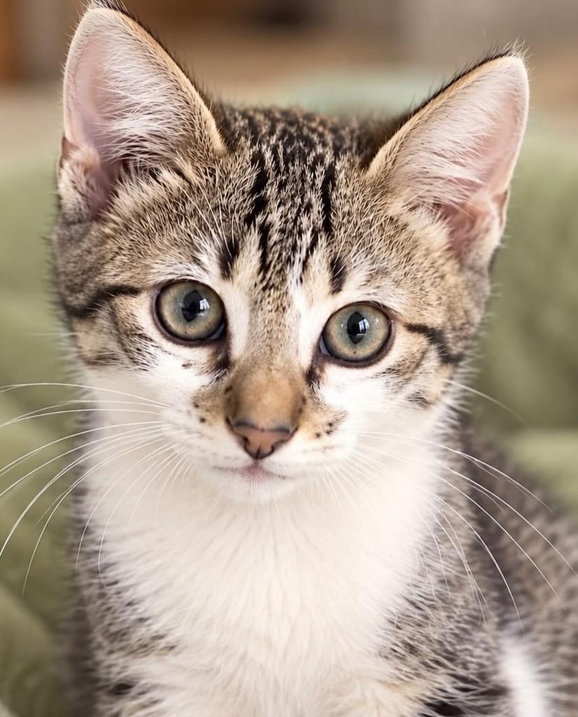 Biscoito, gato de porte pequeno para adoção em Rio de Janeiro - RJ — foto 3 de 4