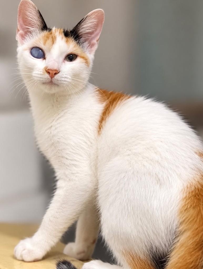 Bia, gata de porte pequeno para adoção em Rio de Janeiro - RJ