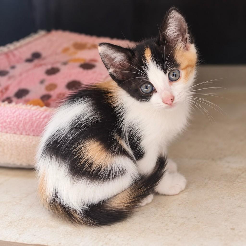 Flor, gata de porte pequeno para adoção em Rio de Janeiro - RJ