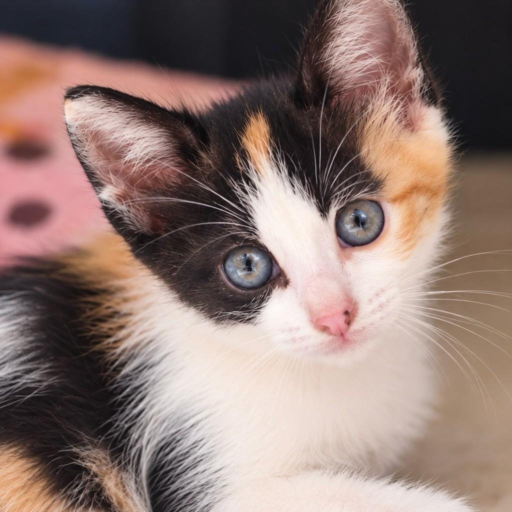 Flor, gata de porte pequeno para adoção em Rio de Janeiro - RJ — foto 2 de 3