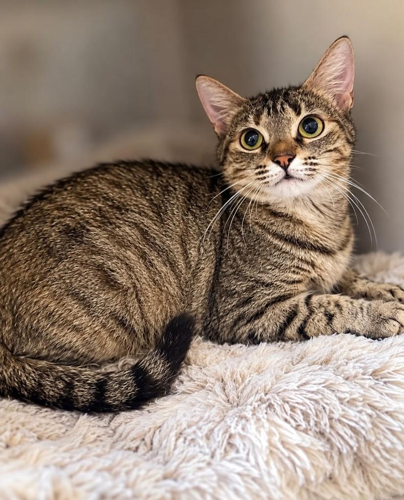 Juliette, gata de porte pequeno para adoção em Rio de Janeiro - RJ