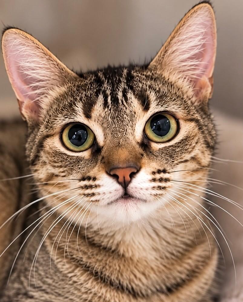 Juliette, gata de porte pequeno para adoção em Rio de Janeiro - RJ — foto 2 de 3