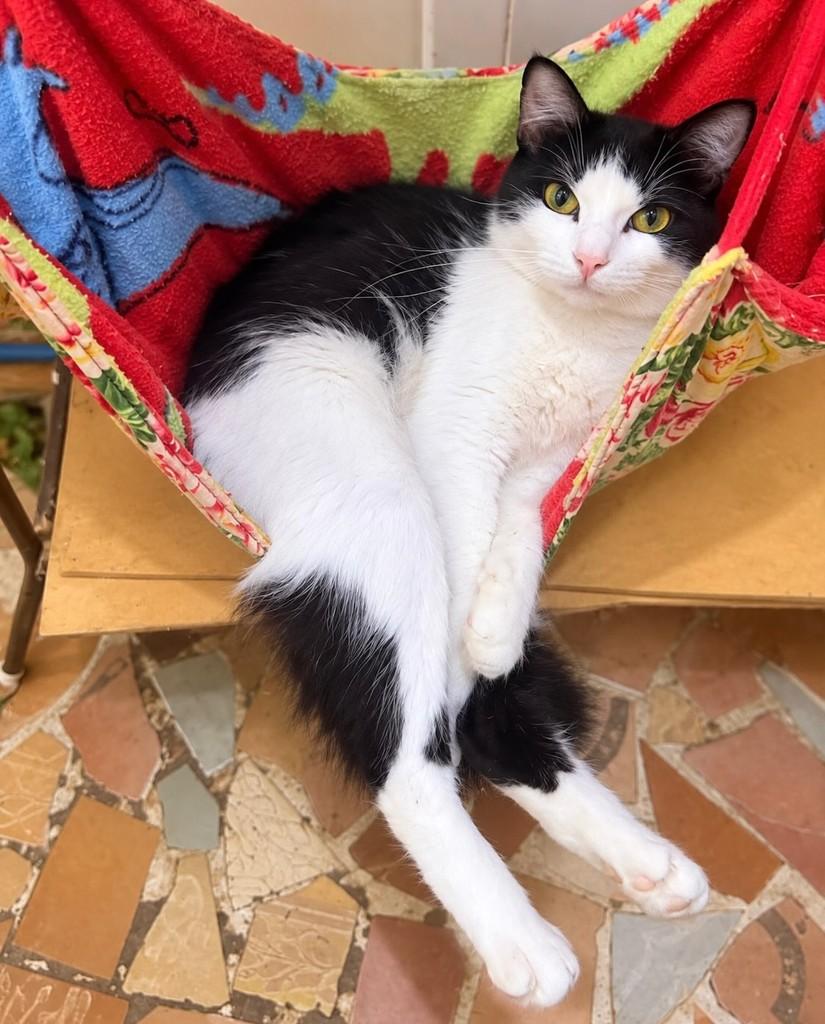 Cléo, gata para adoção em Rio de Janeiro - RJ — foto 2 de 4
