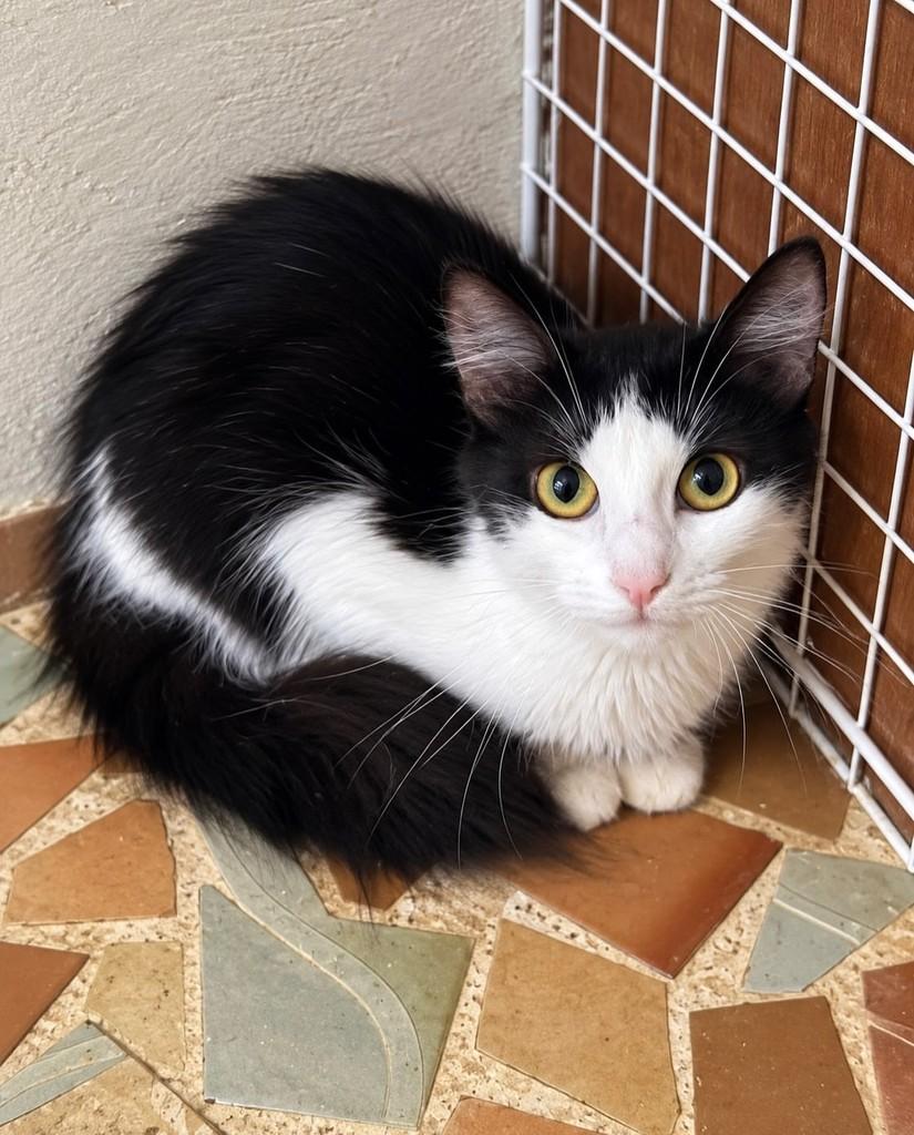 Cléo, gata para adoção em Rio de Janeiro - RJ — foto 3 de 4
