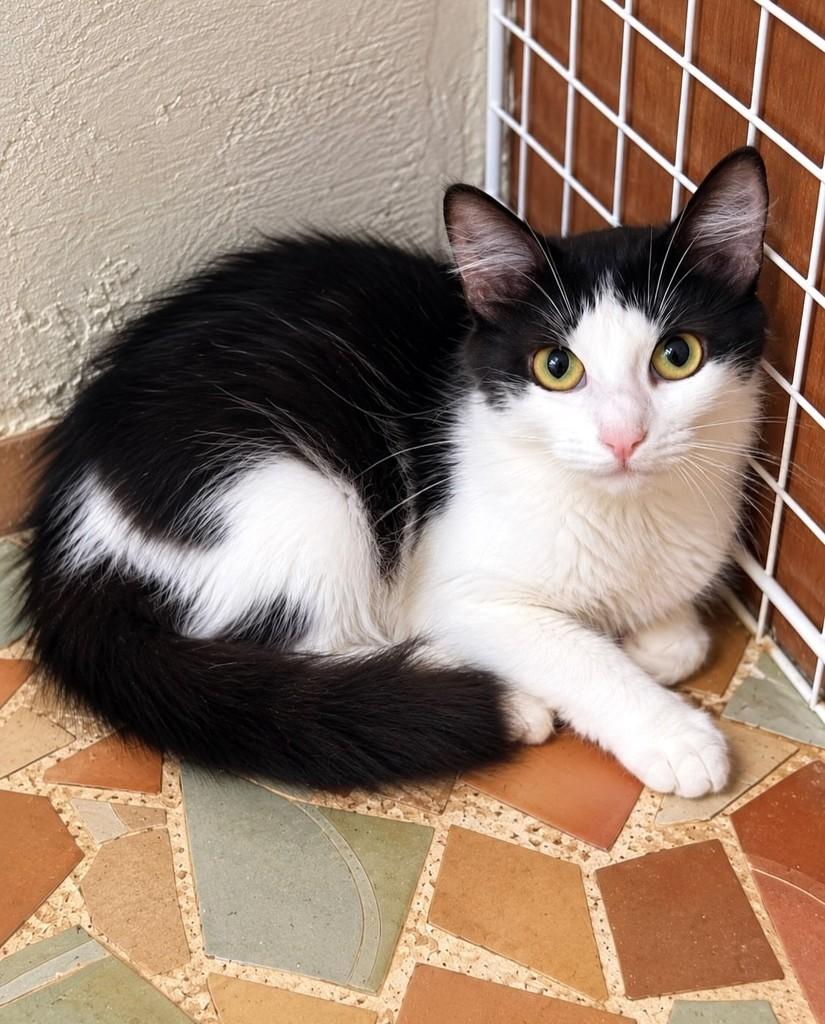 Cléo, gata para adoção em Rio de Janeiro - RJ — foto 4 de 4