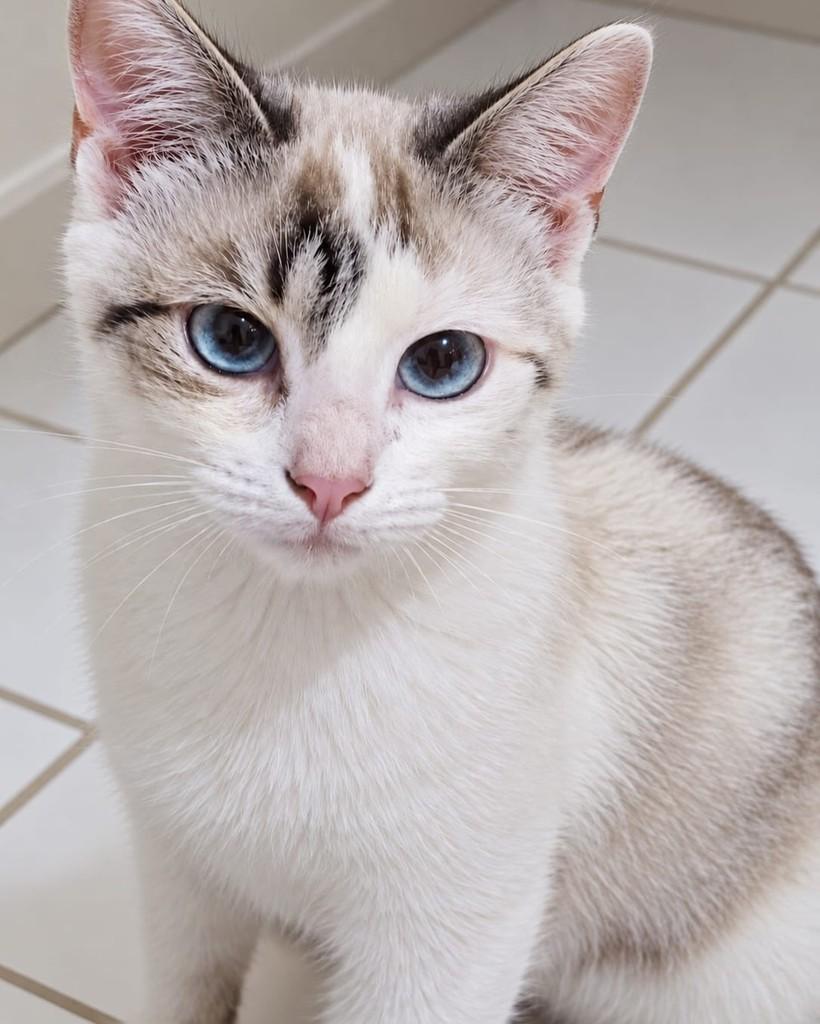 Natasha, gata de porte pequeno para adoção em Rio de Janeiro - RJ