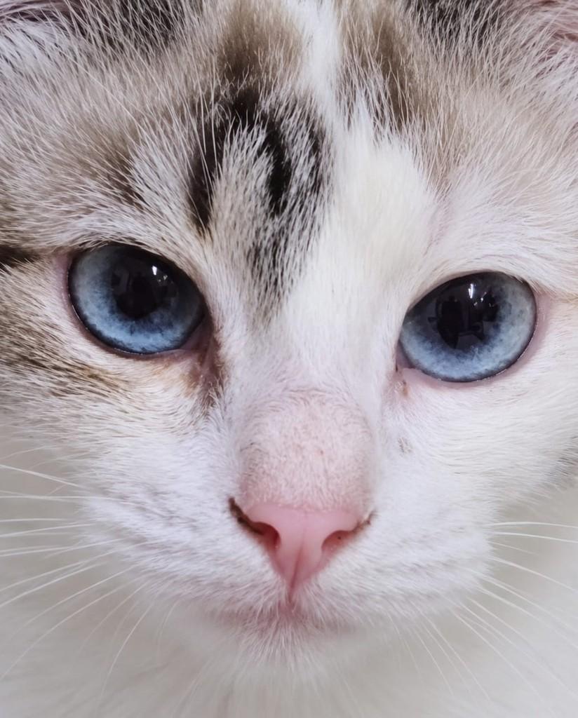 Natasha, gata de porte pequeno para adoção em Rio de Janeiro - RJ — foto 2 de 3
