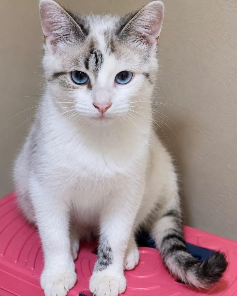 Natasha, gata de porte pequeno para adoção em Rio de Janeiro - RJ — foto 3 de 3