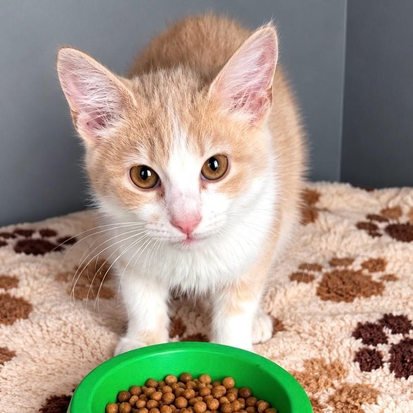 Garfield, gato de porte pequeno para adoção em Rio de Janeiro - RJ