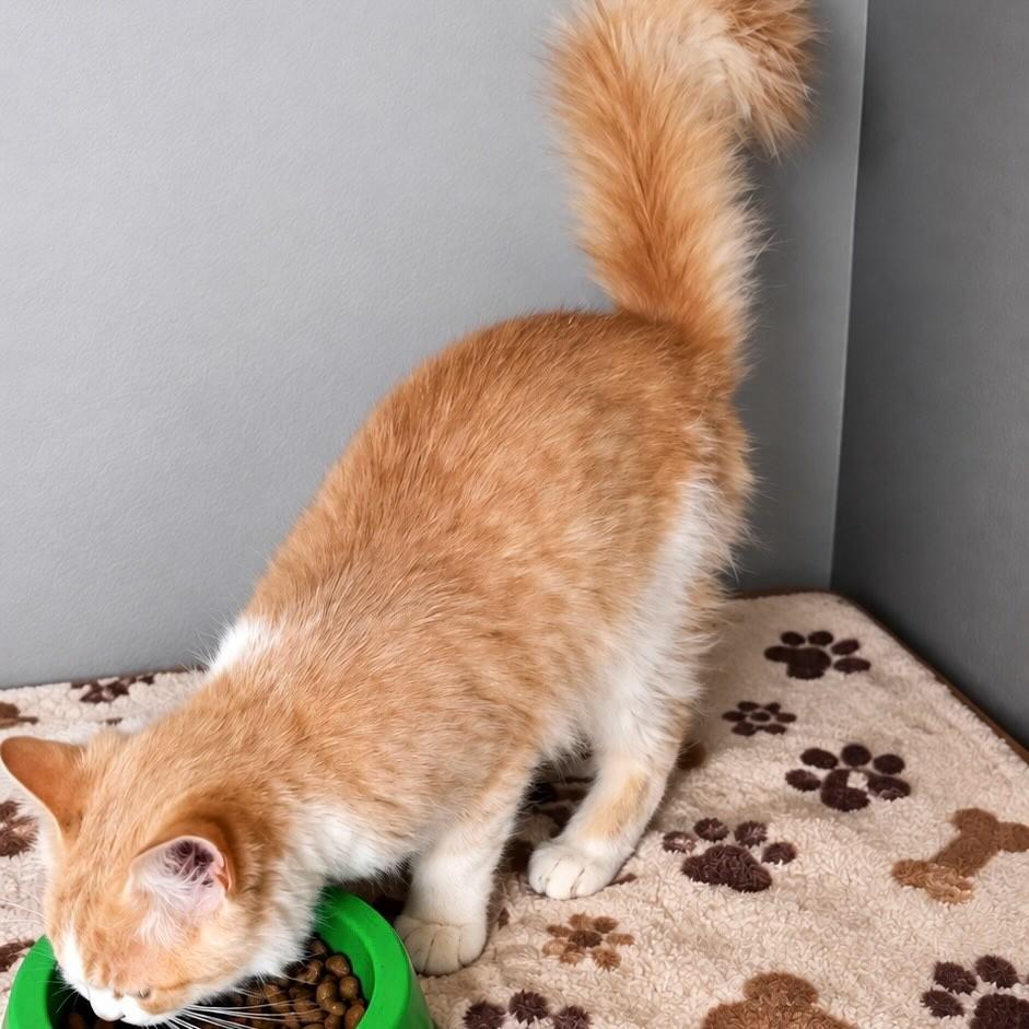 Garfield, gato de porte pequeno para adoção em Rio de Janeiro - RJ — foto 2 de 4