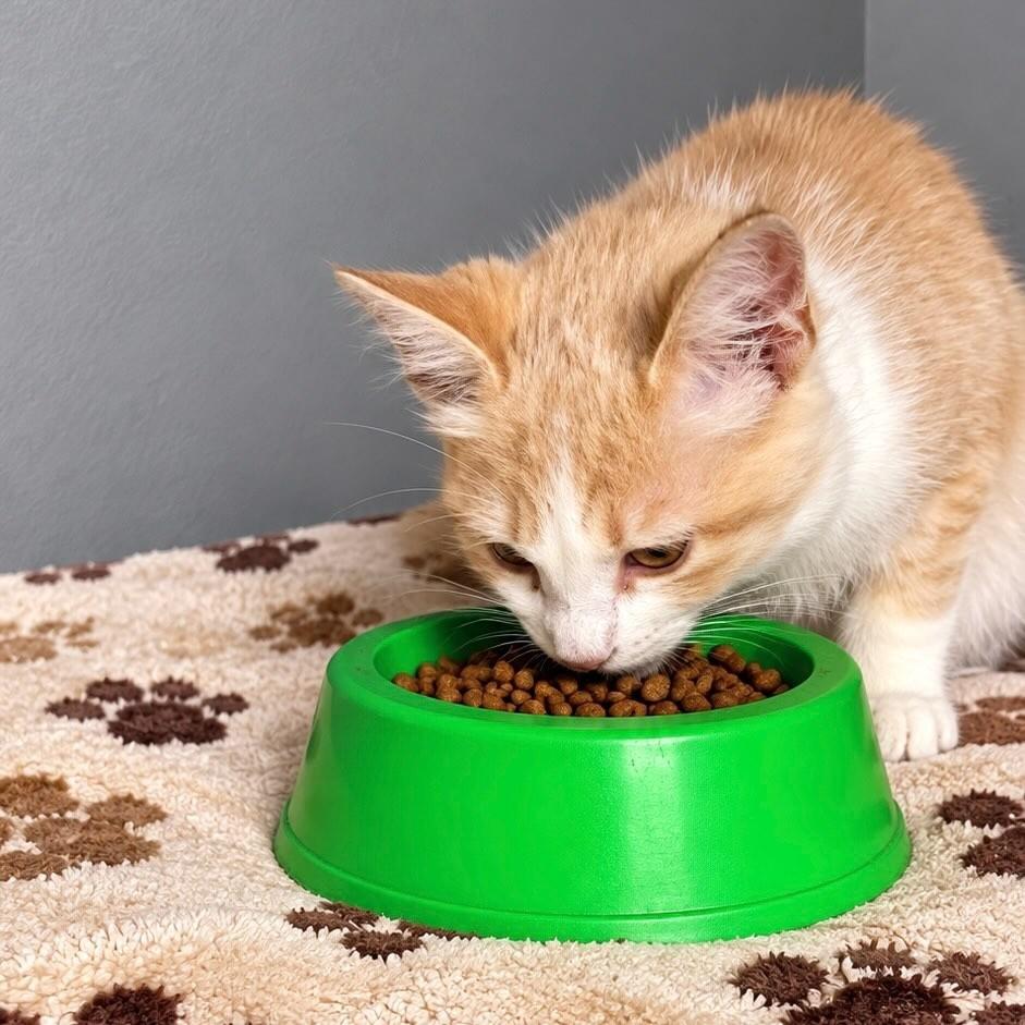 Garfield, gato de porte pequeno para adoção em Rio de Janeiro - RJ — foto 3 de 4