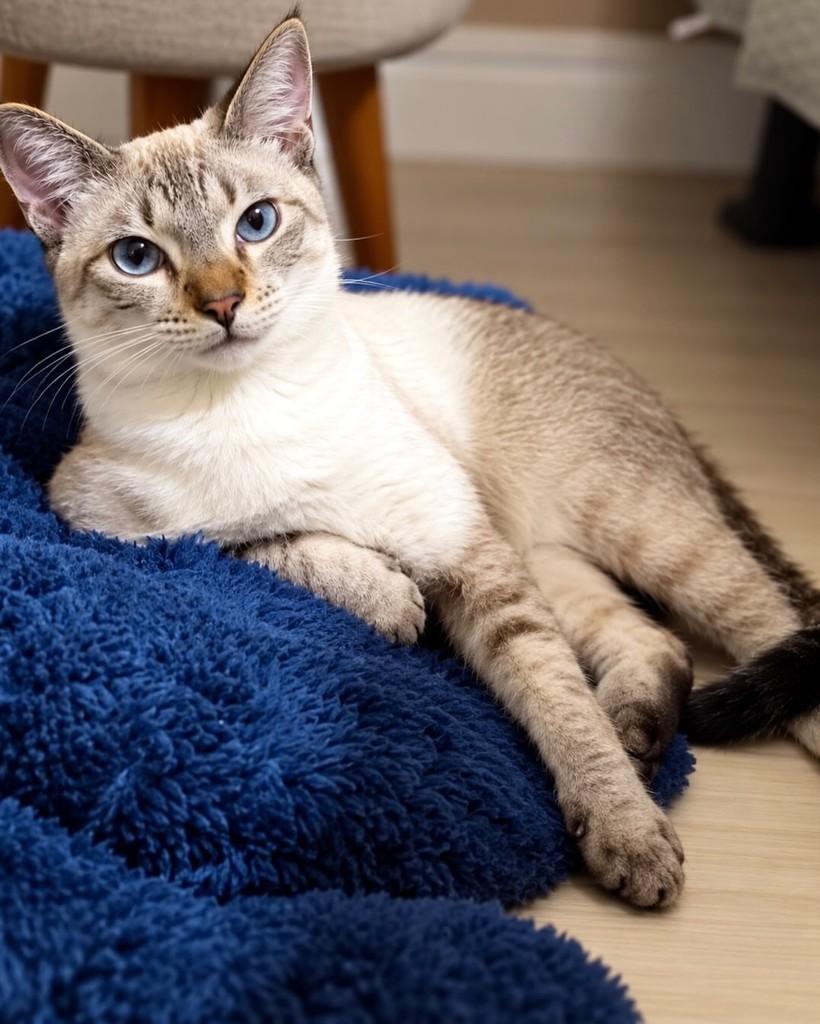 Shelb, gato para adoção no Rio de Janeiro - RJ