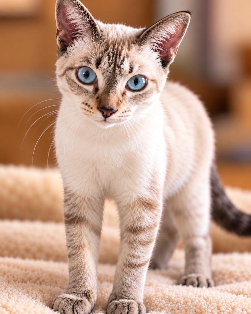 Shelb, gato para adoção no Rio de Janeiro - RJ — foto 2 de 3