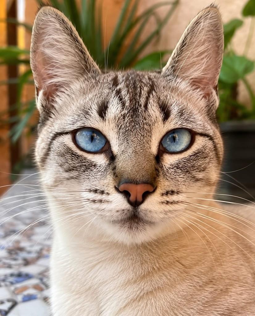 Paçoca, gata de porte pequeno para adoção no Rio de Janeiro - RJ