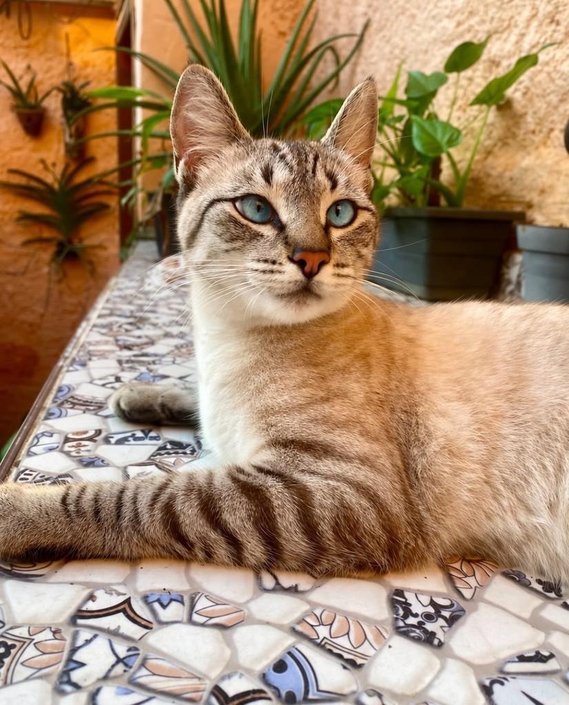 Paçoca, gata de porte pequeno para adoção no Rio de Janeiro - RJ — foto 2 de 4